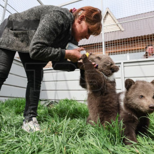 Les oursons du zoo de Marioupol