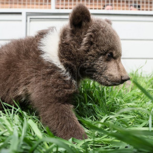 Les oursons du zoo de Marioupol