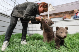 Les oursons du zoo de Marioupol