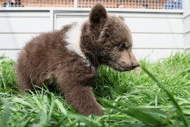 Les oursons du zoo de Marioupol